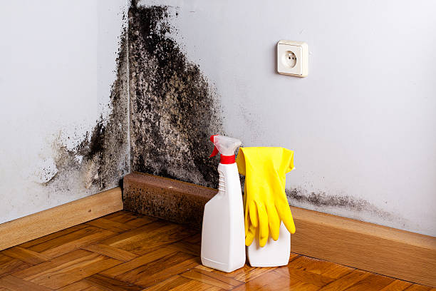 Professional Mold Remediation in Freeland, MI